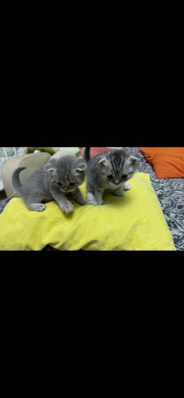 Шотладцы - Aşgabat - img 2