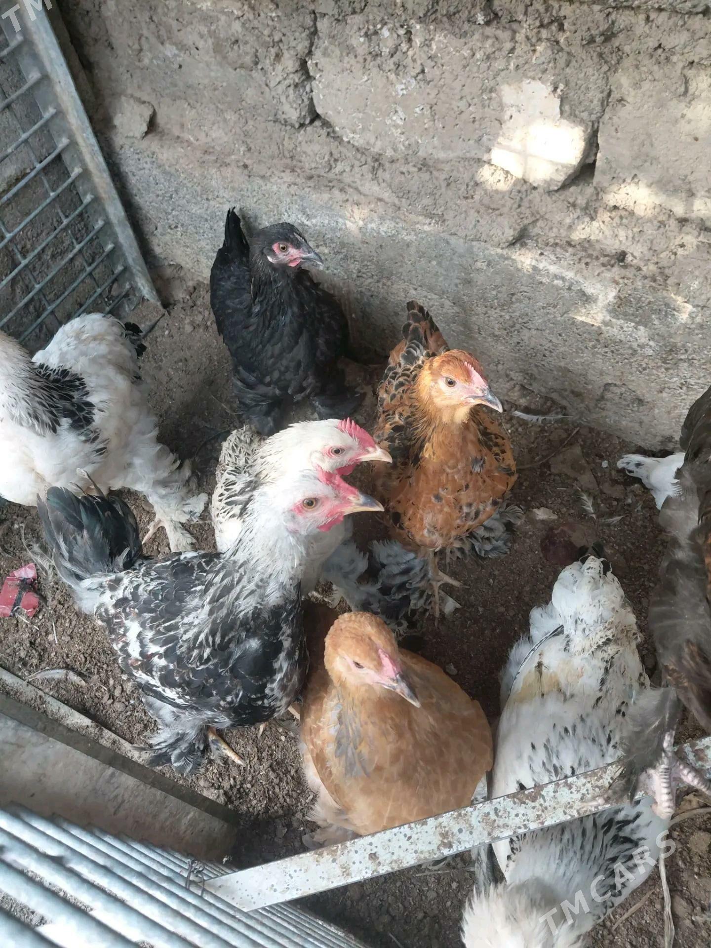 Towuk - Hitrowka - img 1