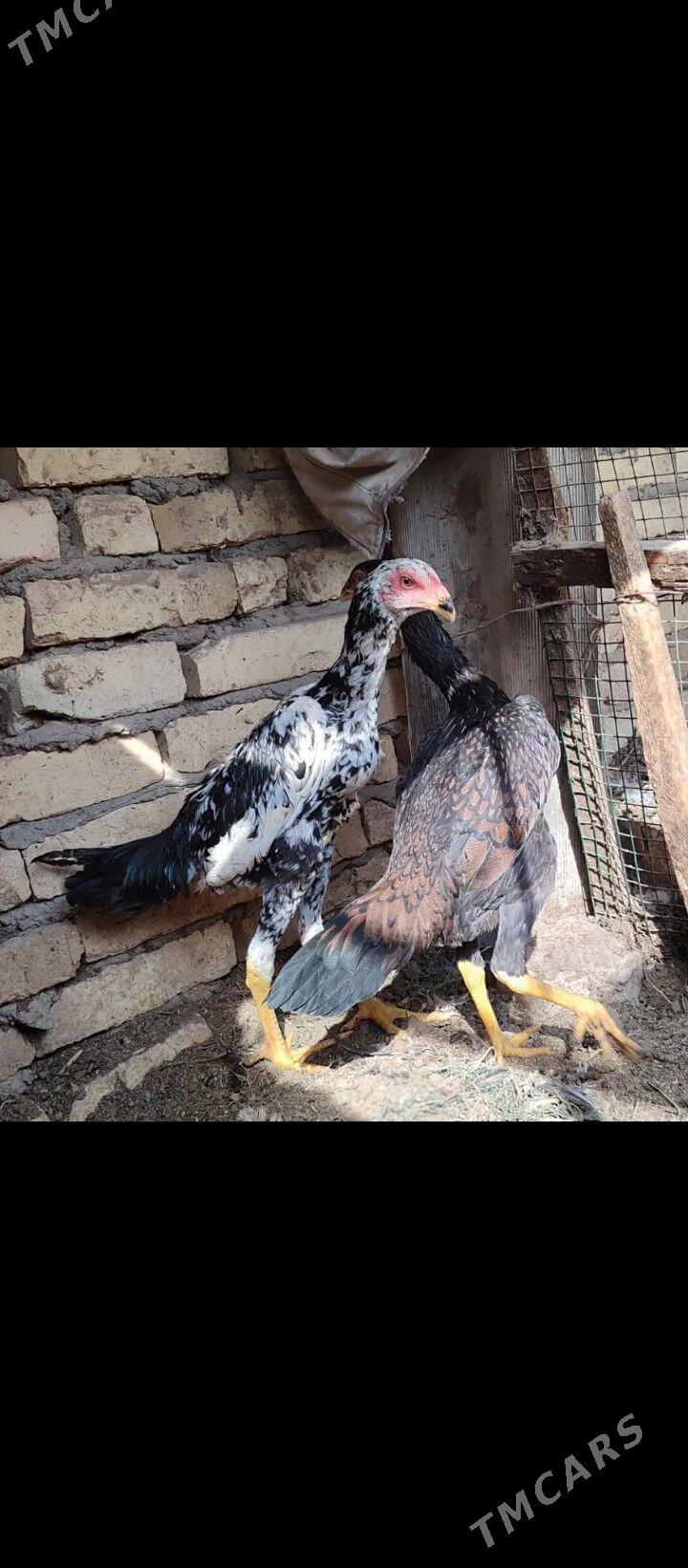 Oshomo - Керки - img 2