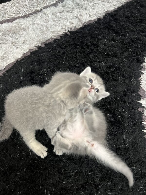 Шотладцы - Aşgabat - img 5