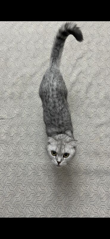 Шотладцы - Aşgabat - img 3