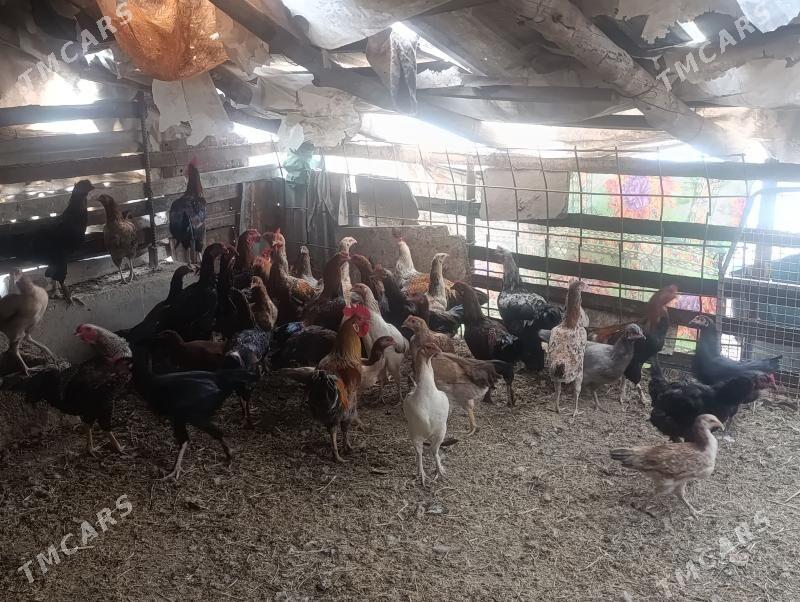 horaz - Сакар - img 5