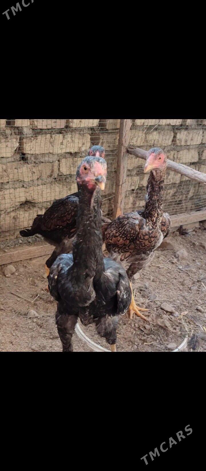 Oshomo - Керки - img 3