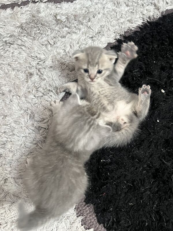 Шотладцы - Aşgabat - img 4