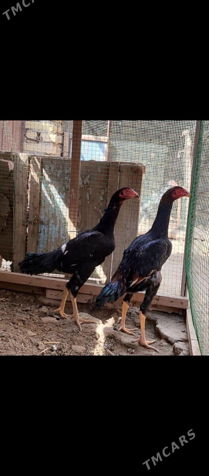 Oshomo - Керки - img 1