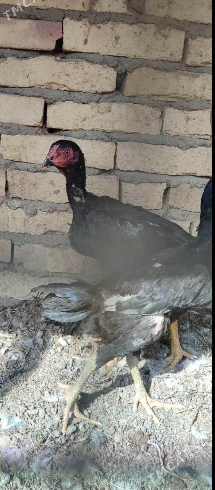 Oshomo - Керки - img 4