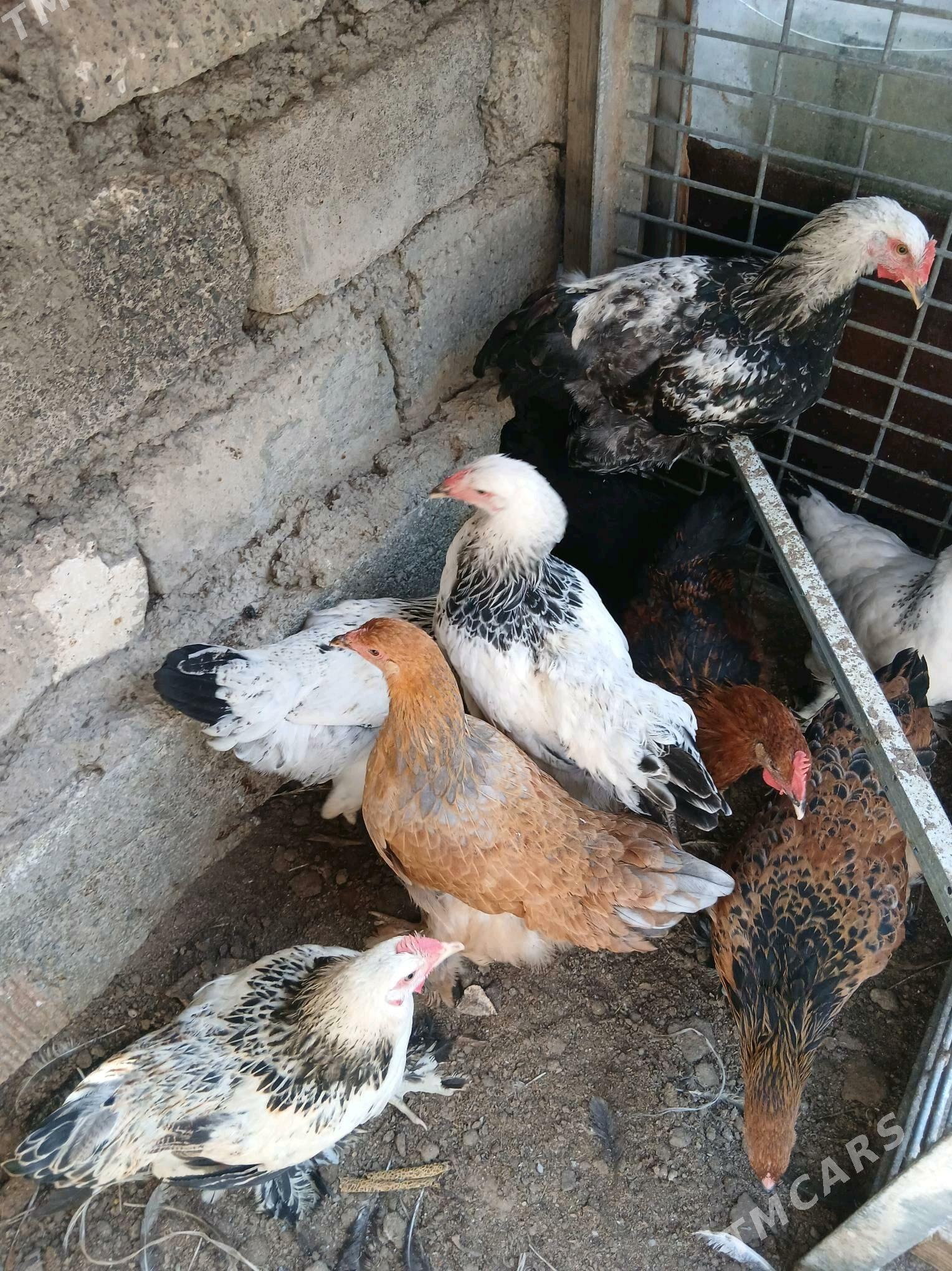 Towuk - Hitrowka - img 2