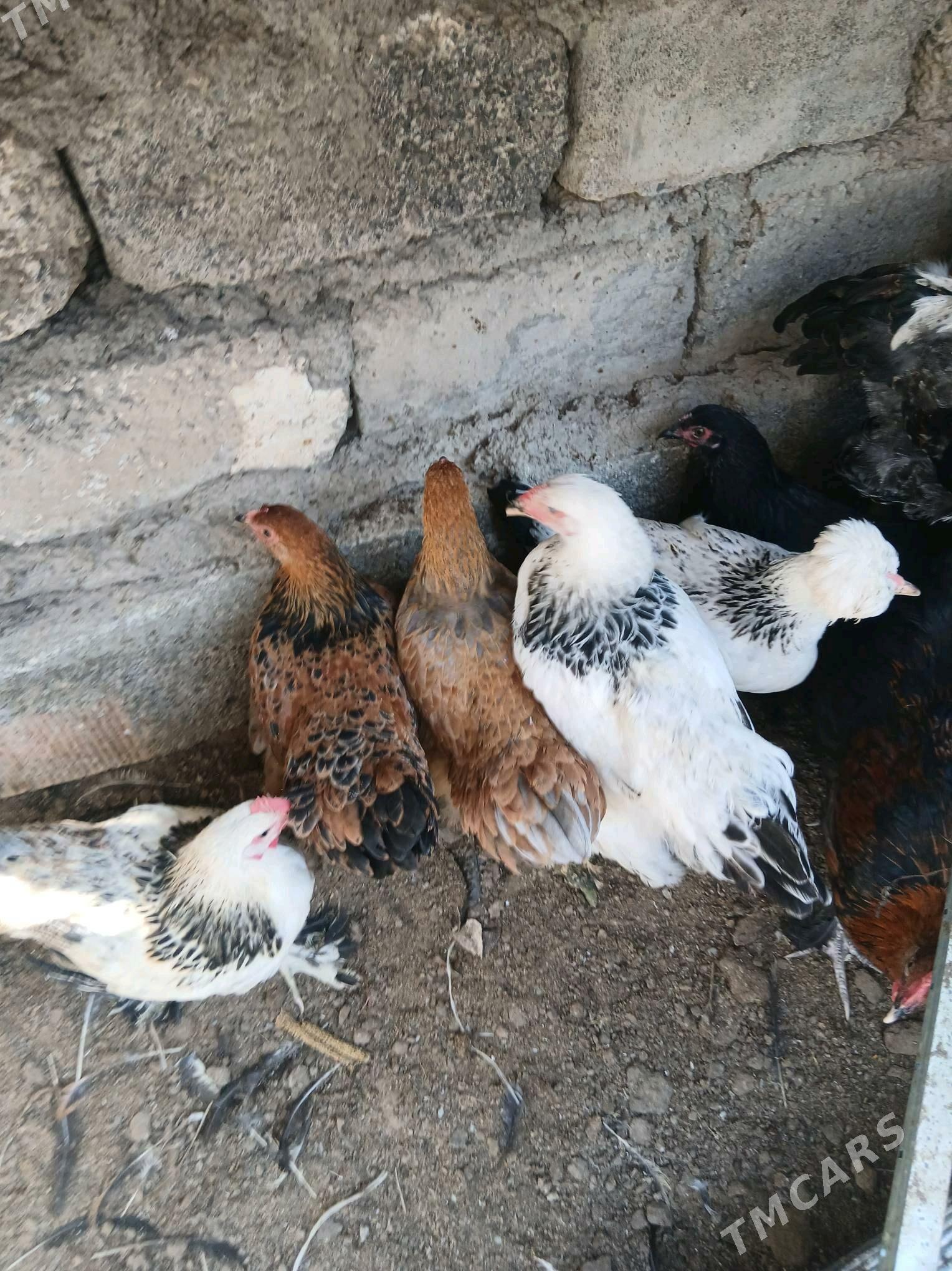 Towuk - Hitrowka - img 6