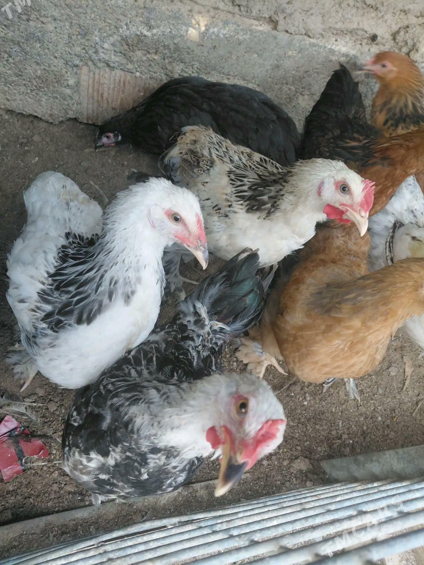 Towuk - Hitrowka - img 3