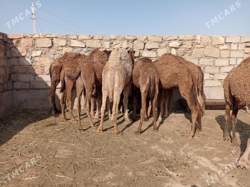 Torum - Эсенгулы - img 4