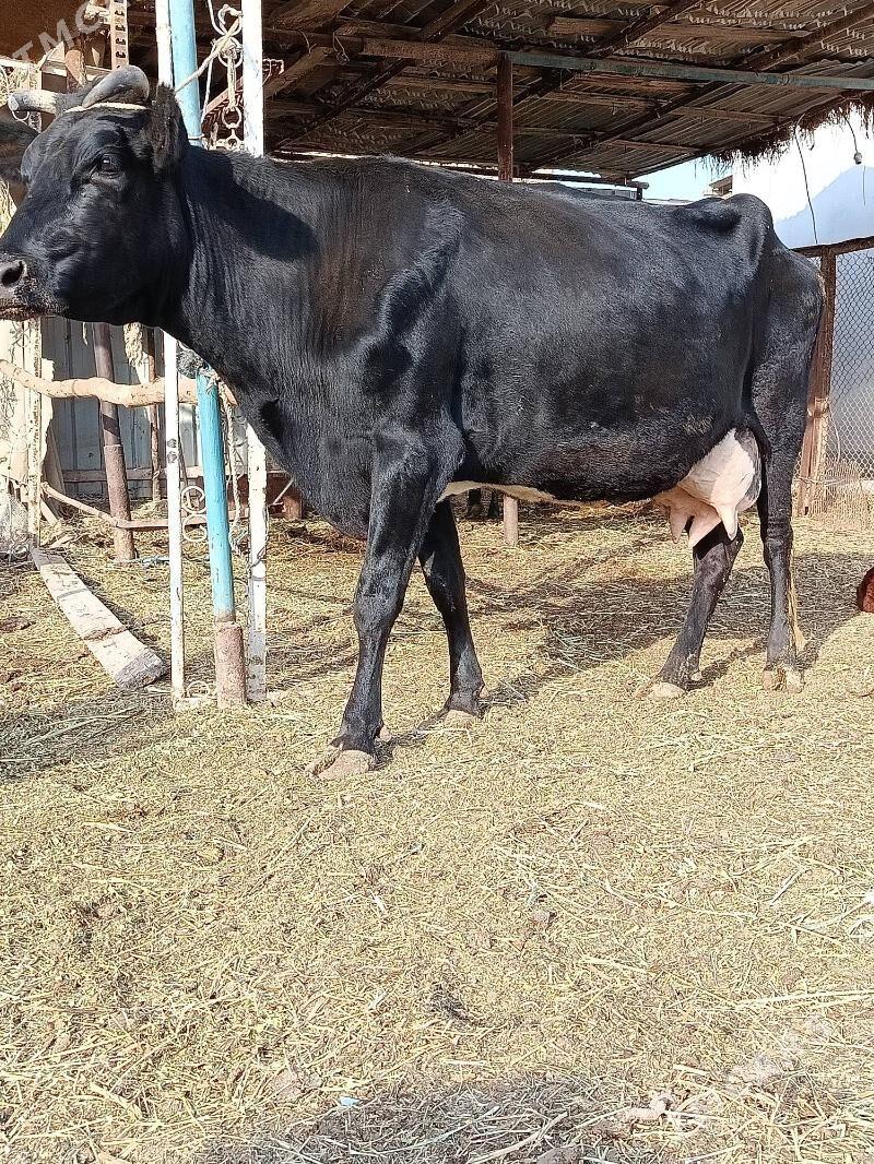 bogaz. sygyr - Туркменабат - img 4