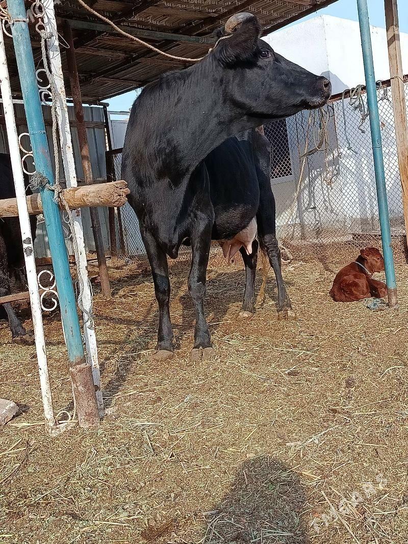 bogaz. sygyr - Туркменабат - img 2