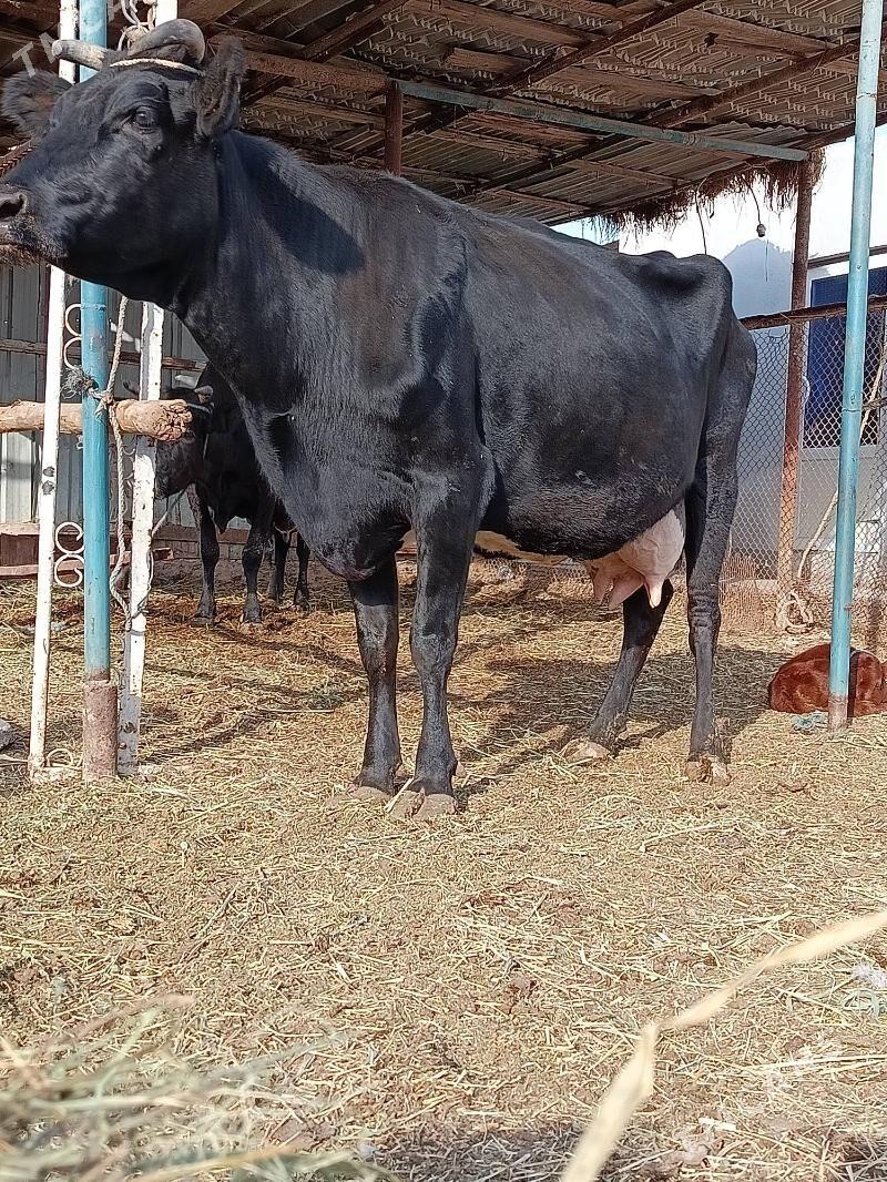 bogaz. sygyr - Туркменабат - img 3