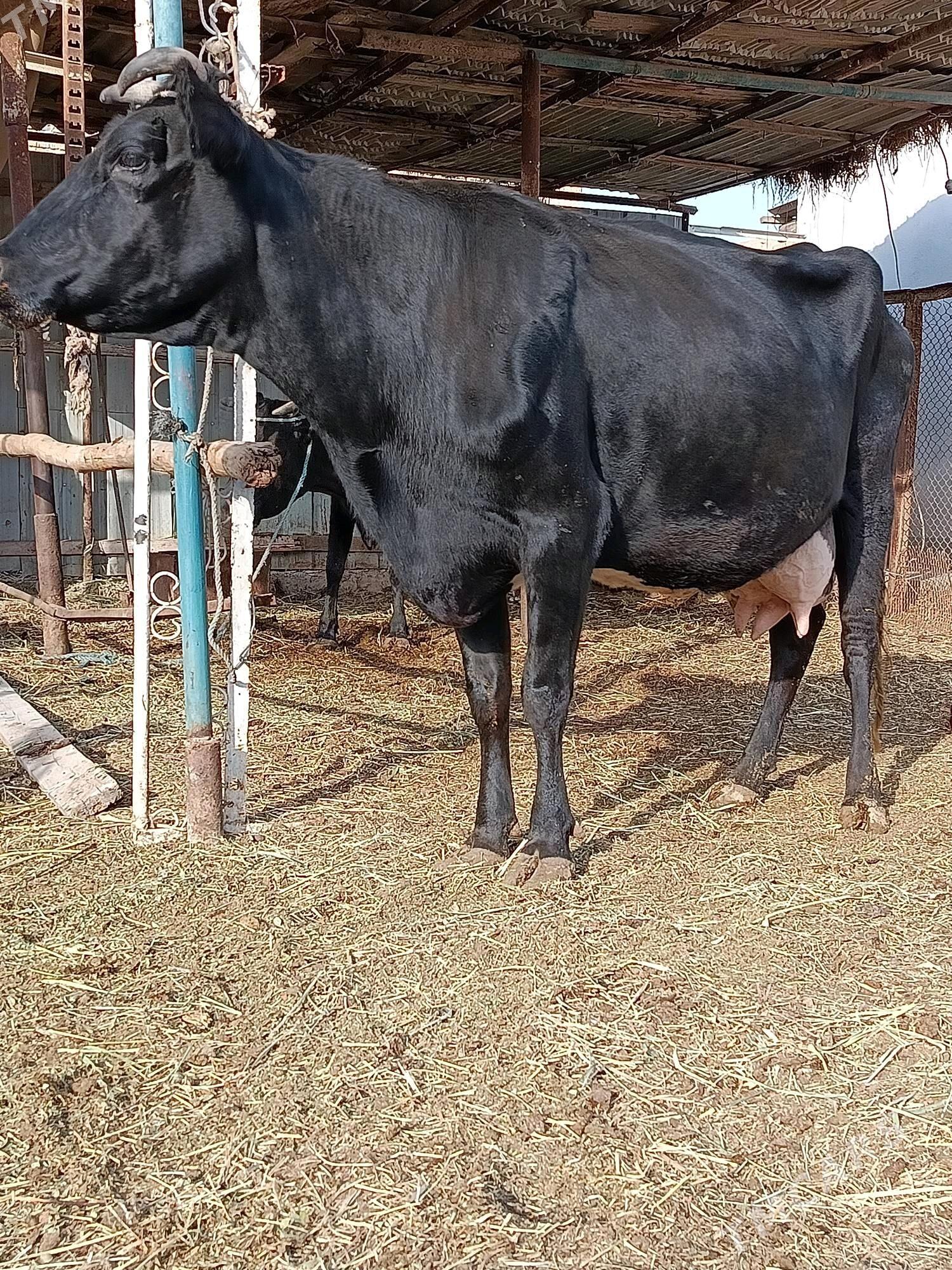 bogaz. sygyr - Туркменабат - img 5