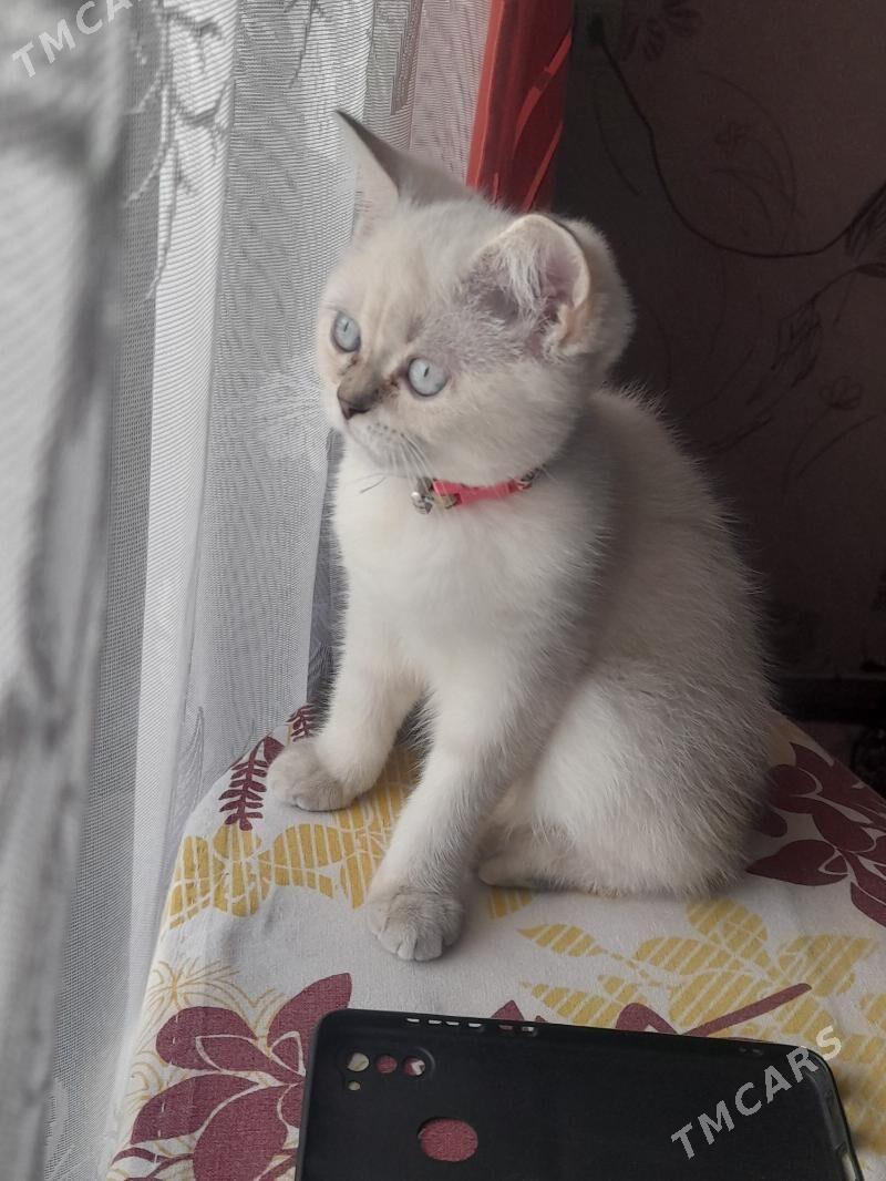 Продаётся шотландский котёнок. - Туркменабат - img 1