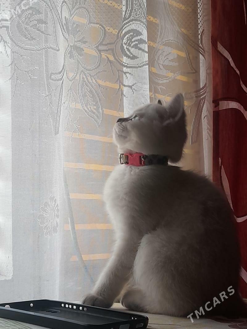 Продаётся шотландский котёнок. - Туркменабат - img 2