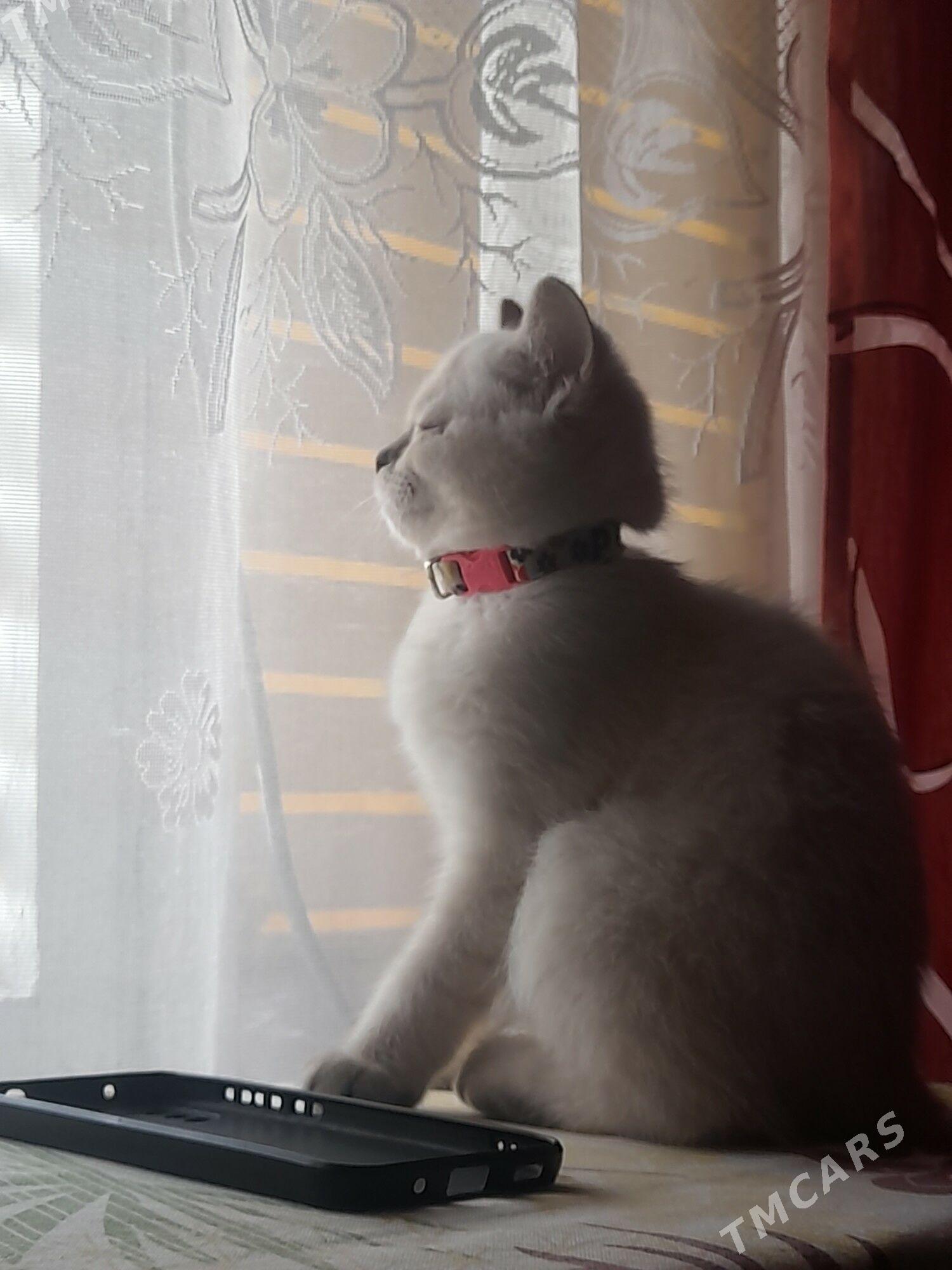 Продаётся шотландский котёнок. - Туркменабат - img 5