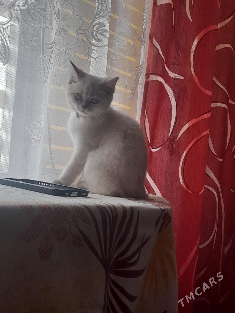 Продаётся шотландский котёнок. - Туркменабат - img 4