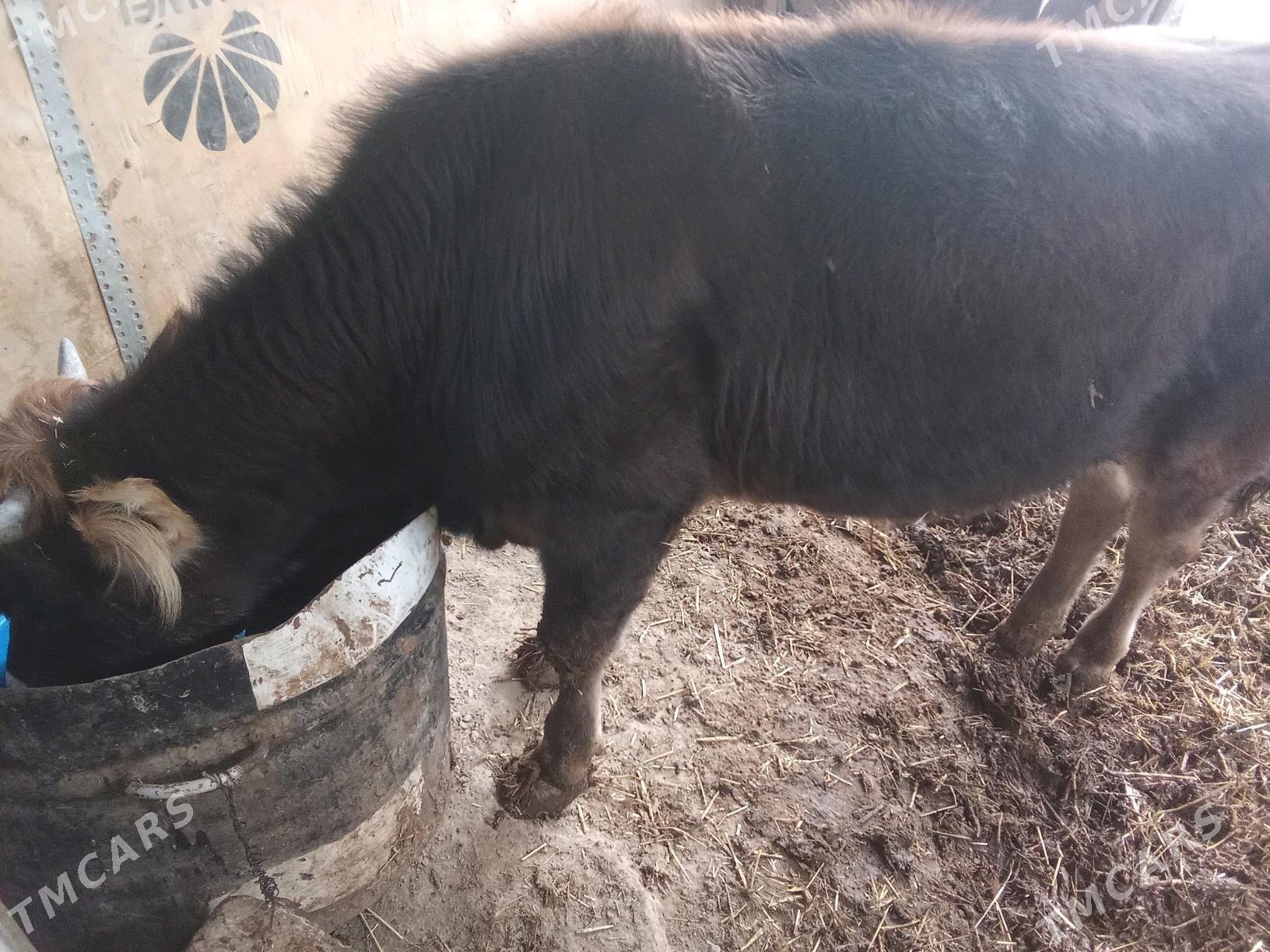 Ökūz - Берекет - img 4