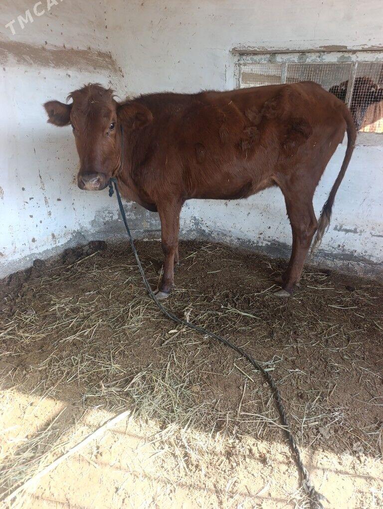 BOGAZ  SYGYR - Мары - img 2