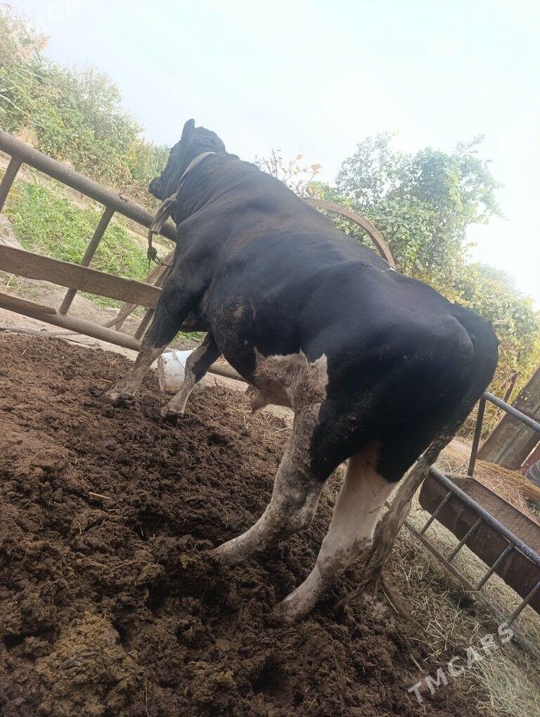 Golesteyn okuz - Dänew - img 2