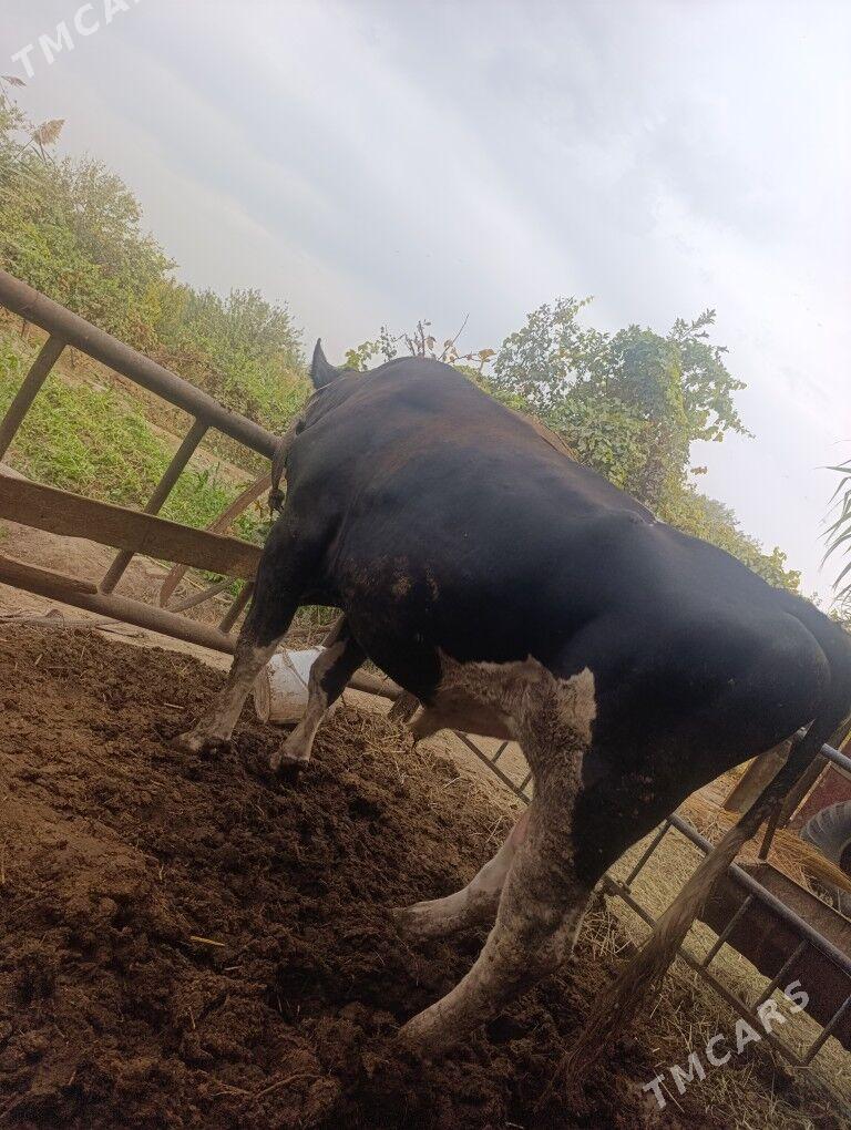 Golesteyn okuz - Dänew - img 1