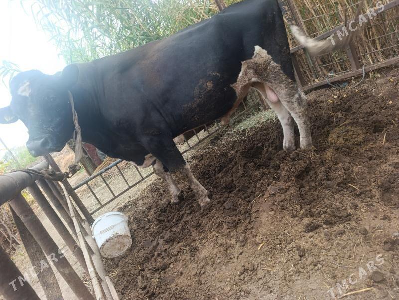 Golesteyn okuz - Dänew - img 4