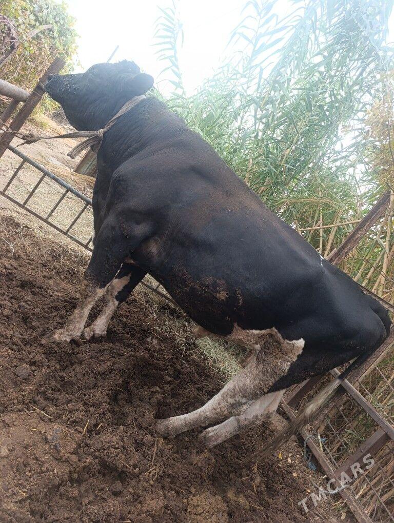 Golesteyn okuz - Dänew - img 3