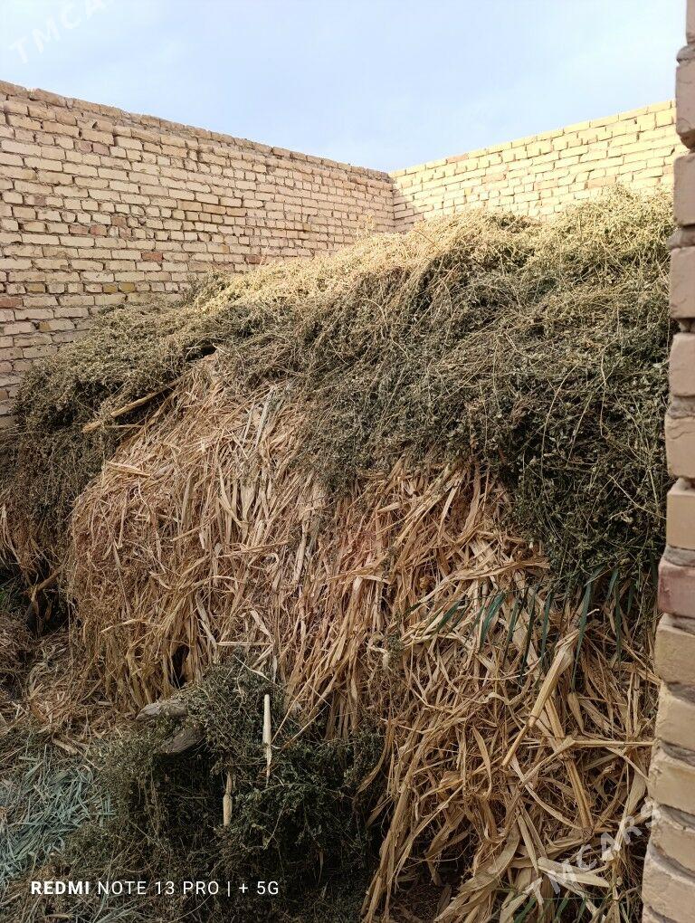 маллар учин от - Çärjew - img 2