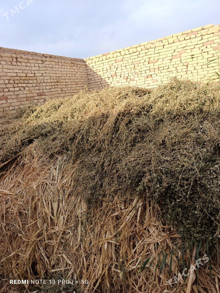 маллар учин от - Çärjew - img 1