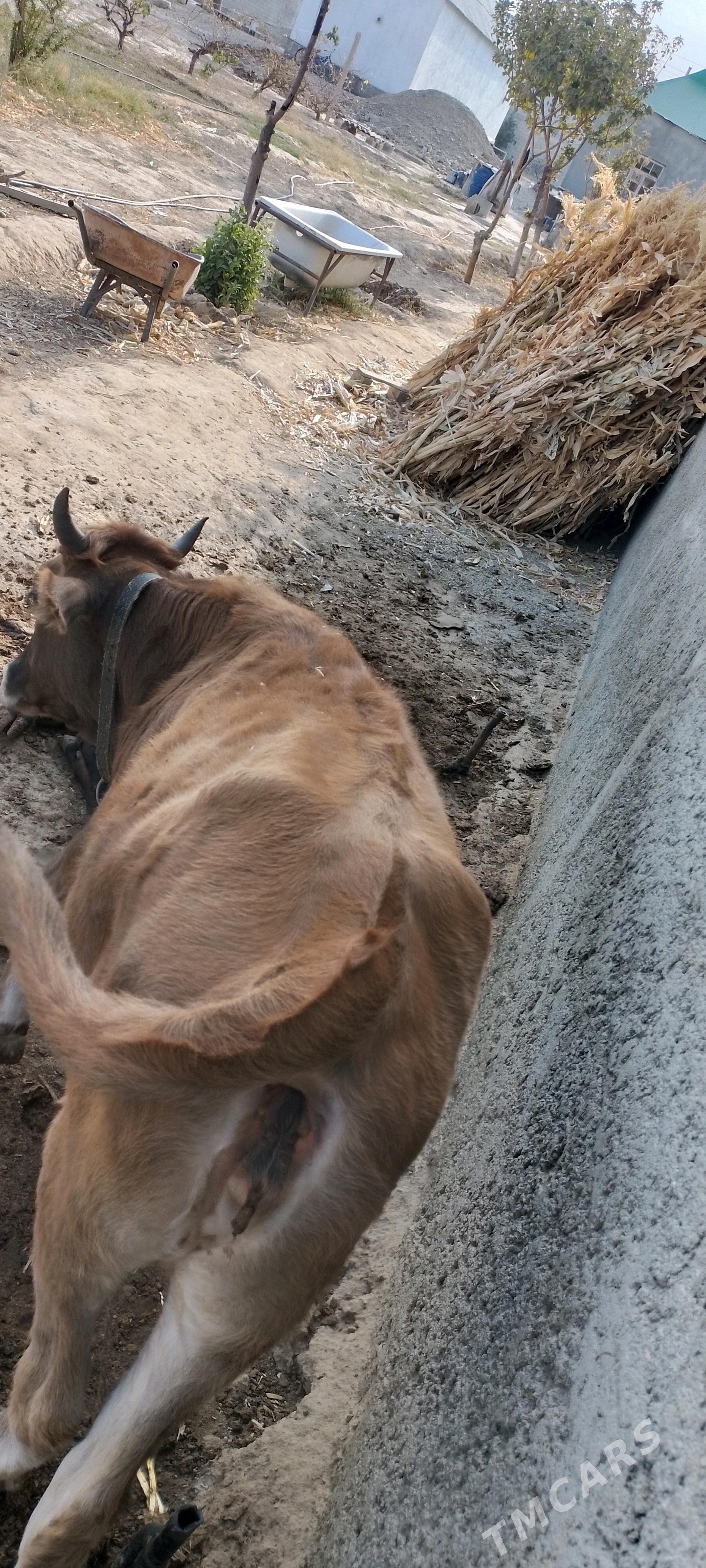 Ýerli Tuwe - Херрикгала - img 2