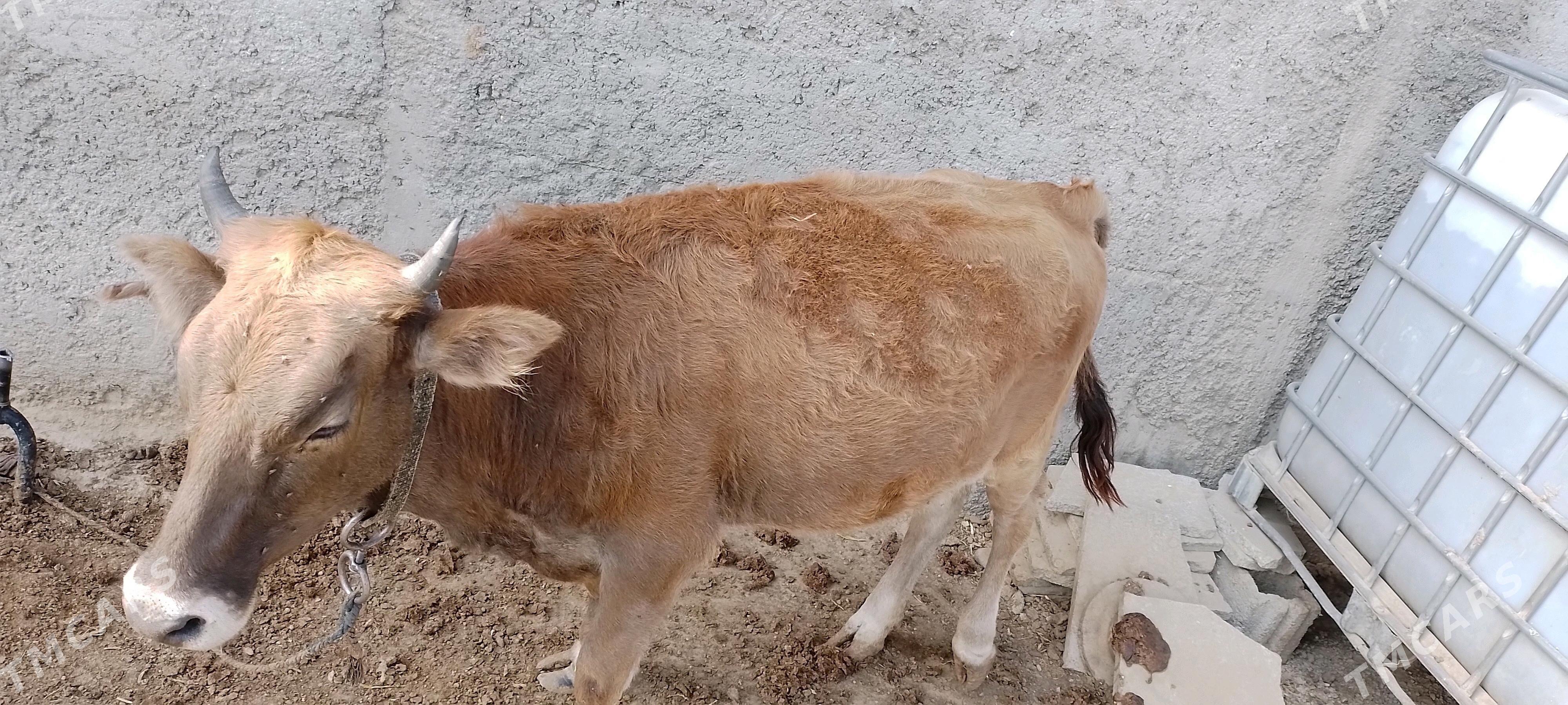 Ýerli Tuwe - Херрикгала - img 3