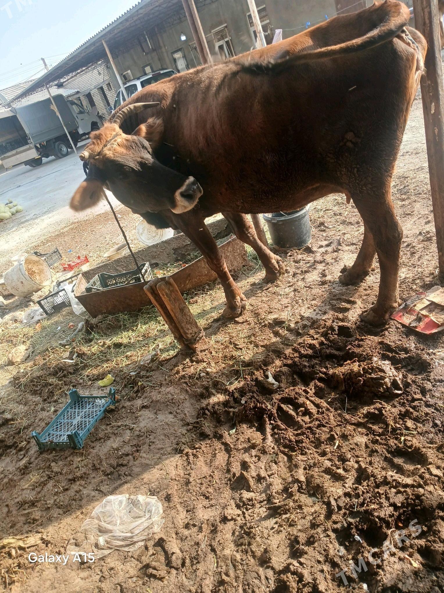 sygyr - Яшлык - img 2