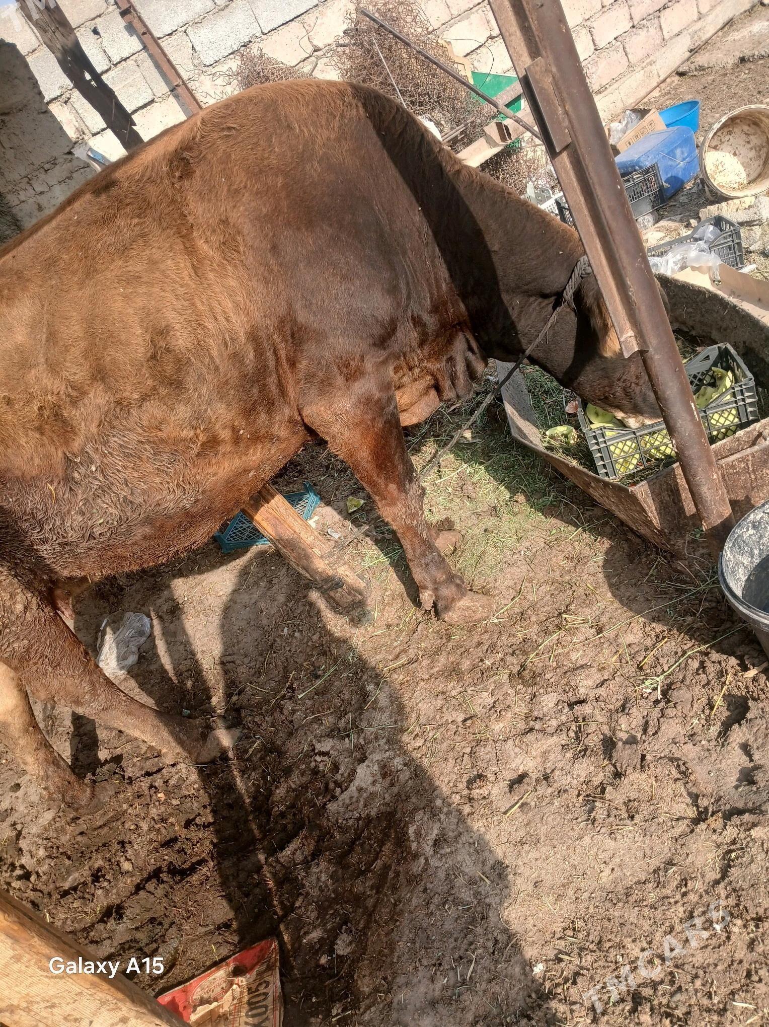 sygyr - Яшлык - img 3