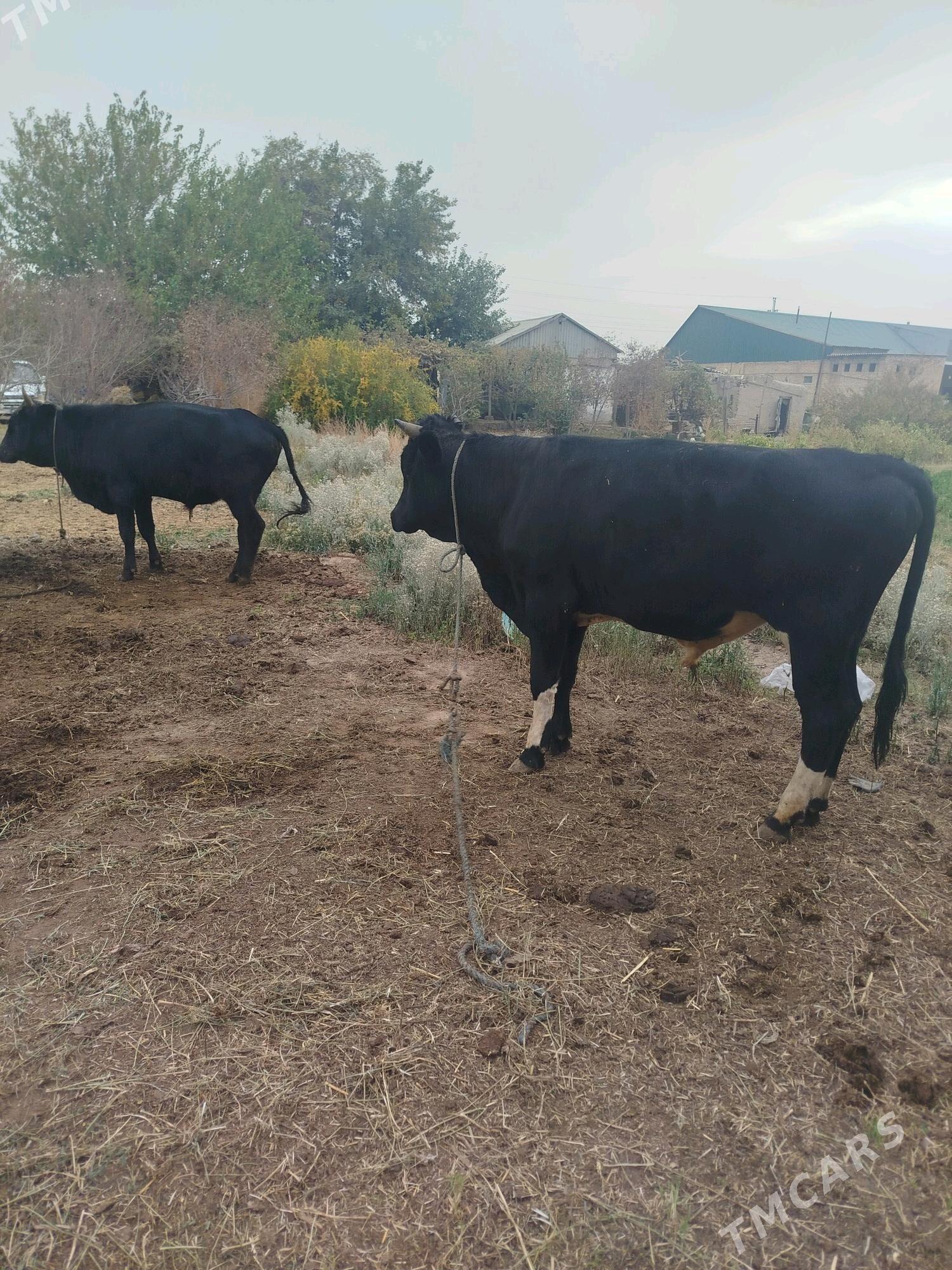 okuz - Фарап - img 2