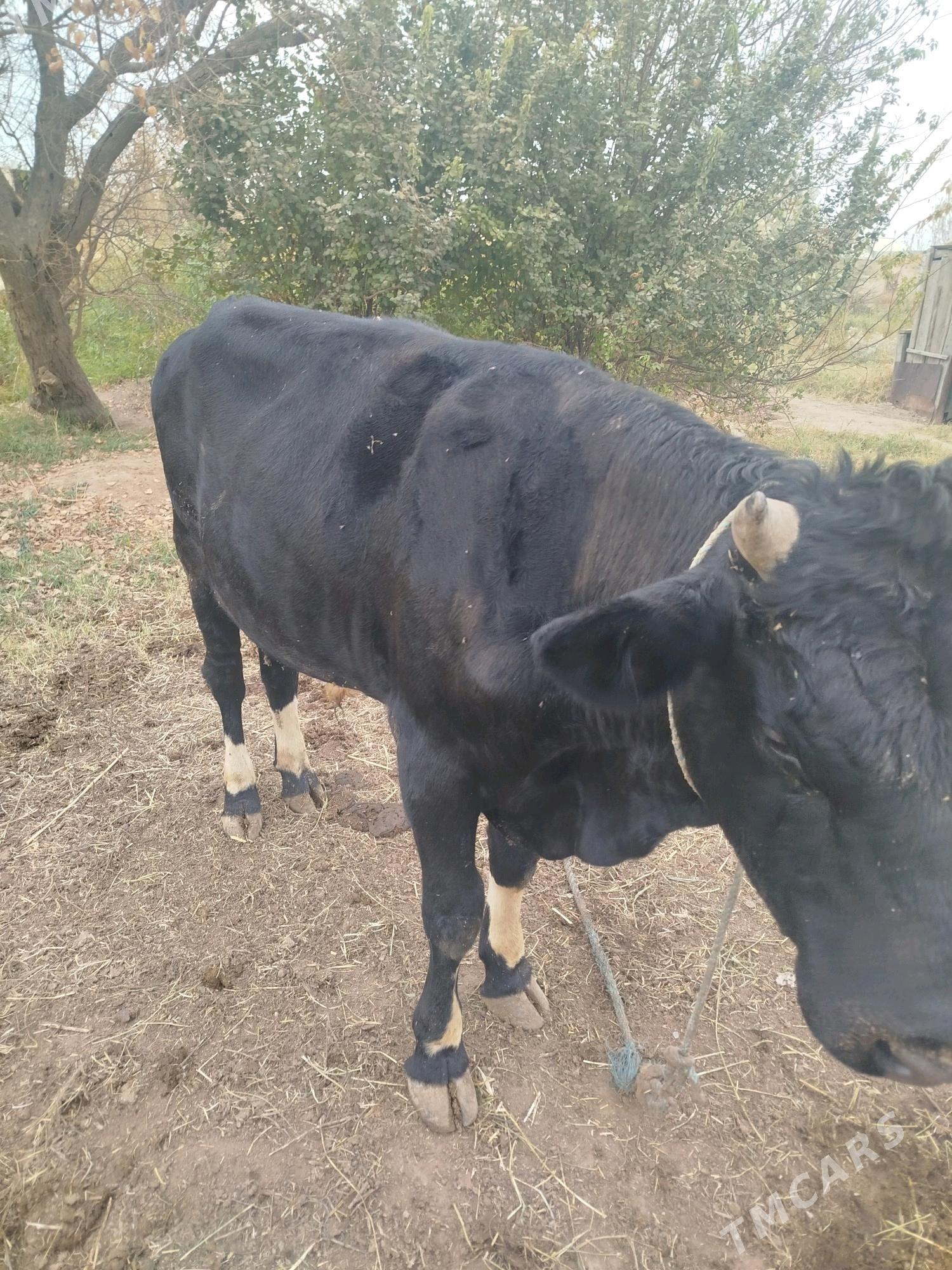 okuz - Фарап - img 4