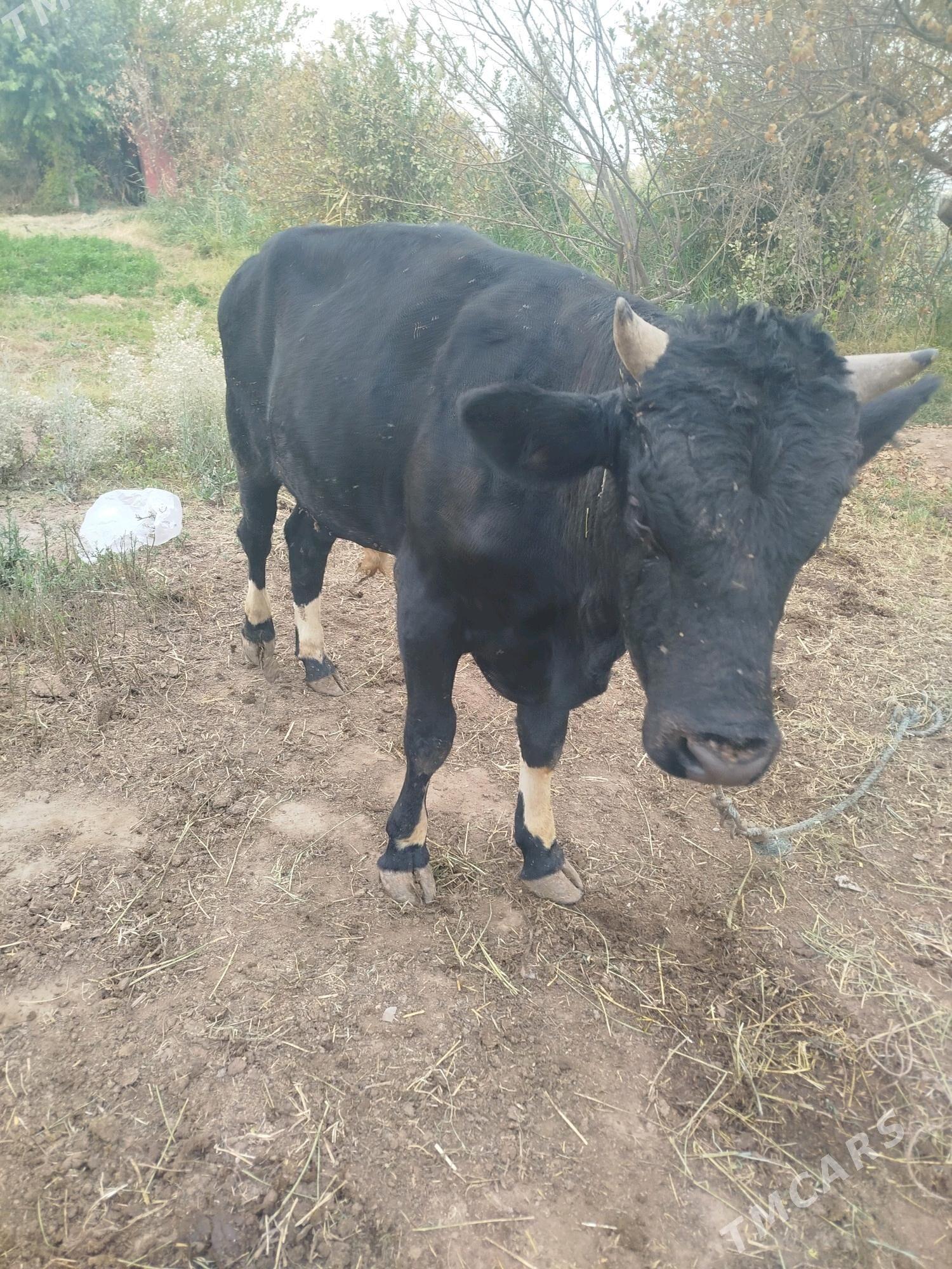 okuz - Фарап - img 3