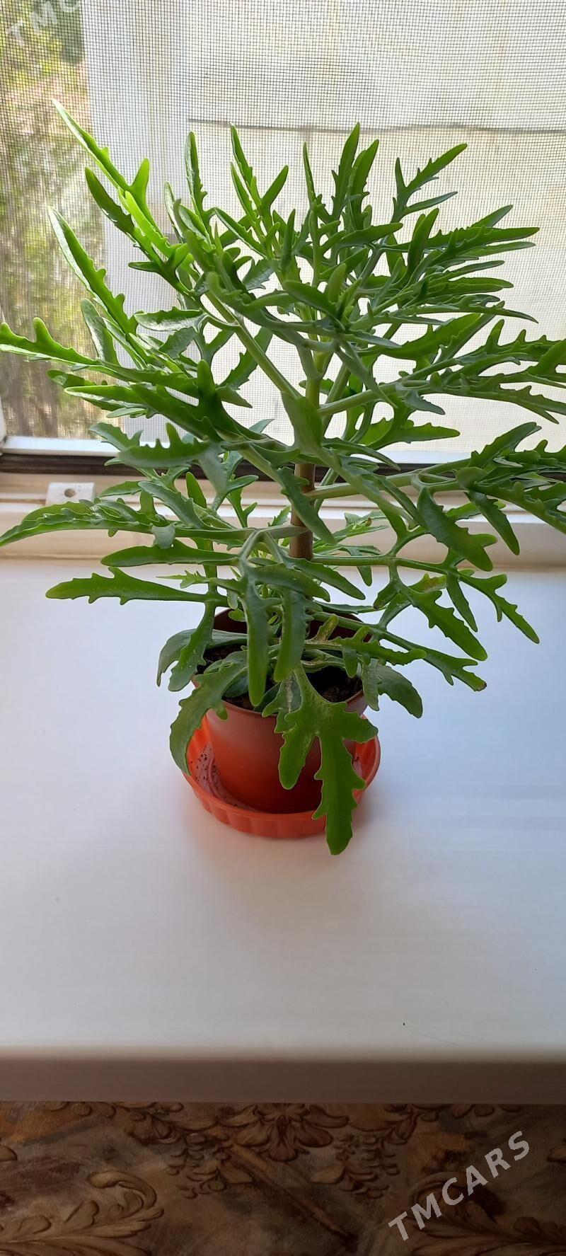 цветы - Aşgabat - img 1