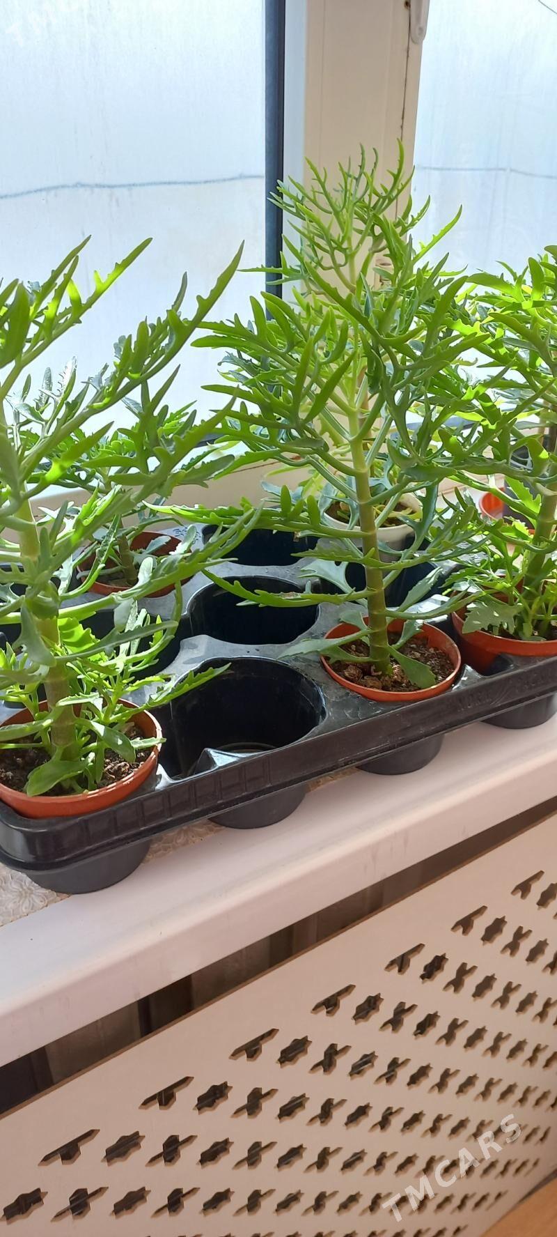 цветы - Aşgabat - img 2