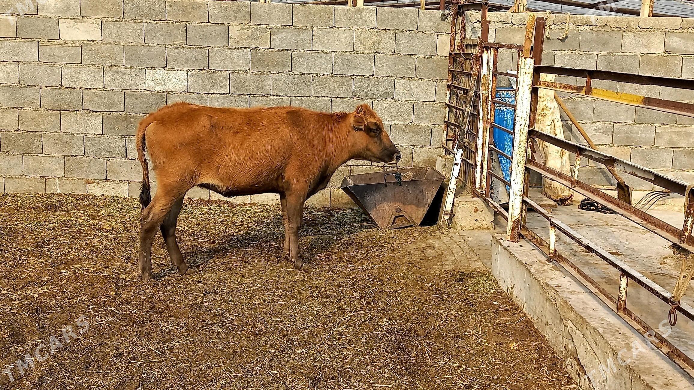 Bakilan tuwe. - Aşgabat - img 2