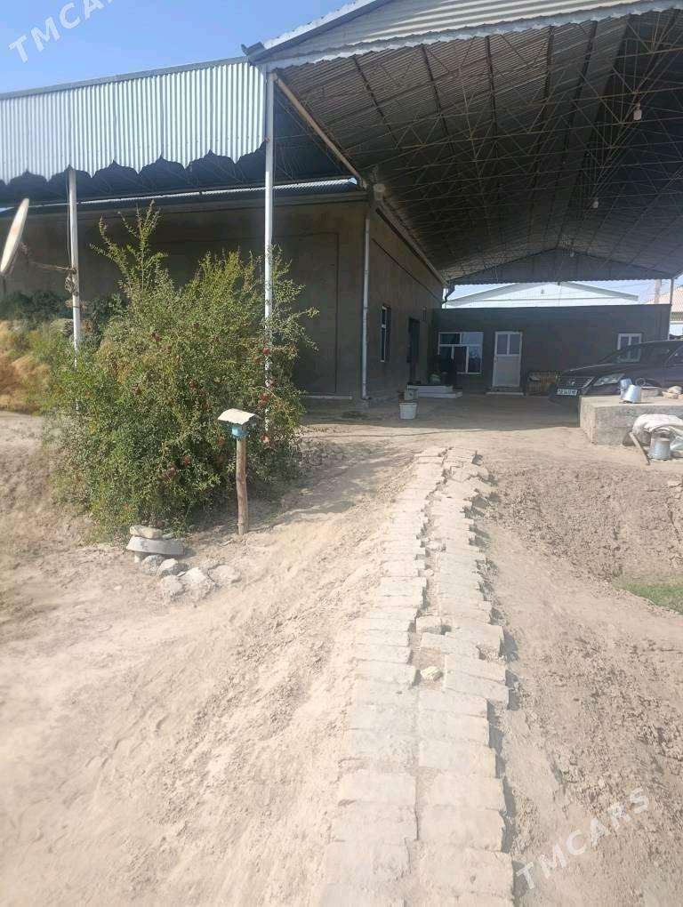 Jay - Wekilbazar - img 5