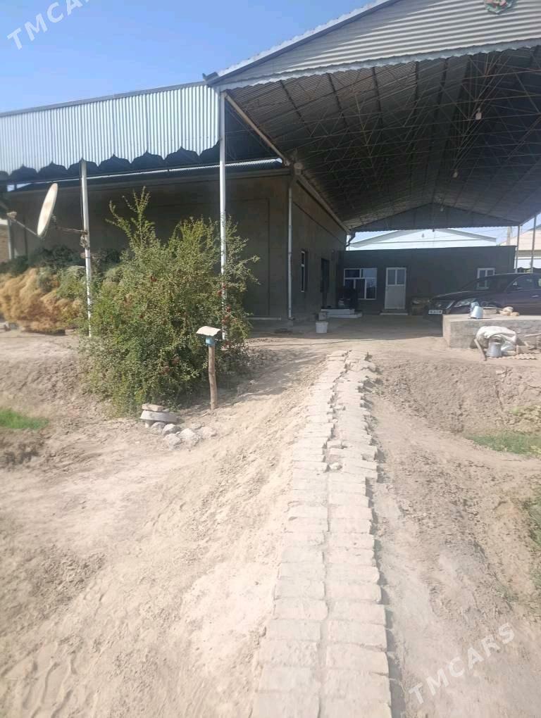 Jay - Wekilbazar - img 7