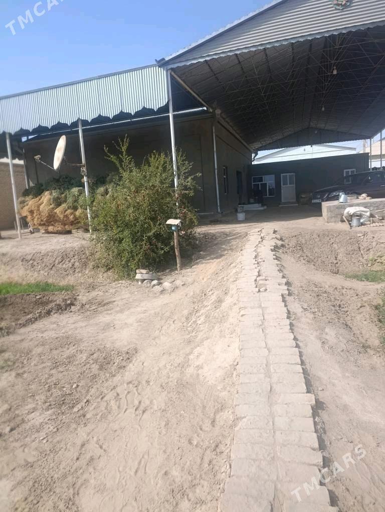 Jay - Wekilbazar - img 9