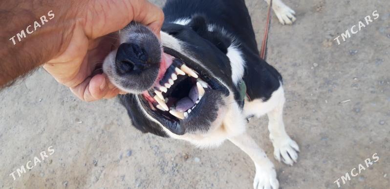 turkmen alabayy - Ак-Бугдайский этрап - img 2