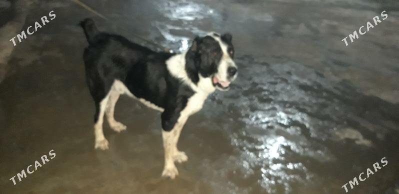 turkmen alabayy - Ак-Бугдайский этрап - img 3