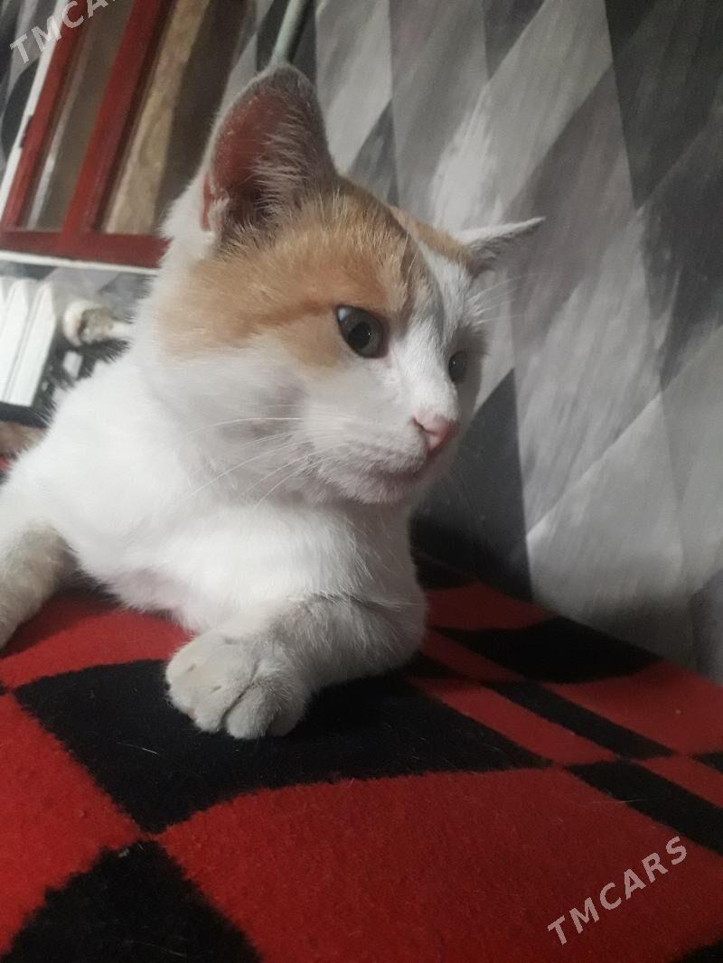 Отдаю котика в хорошие руки - Türkmenabat - img 4