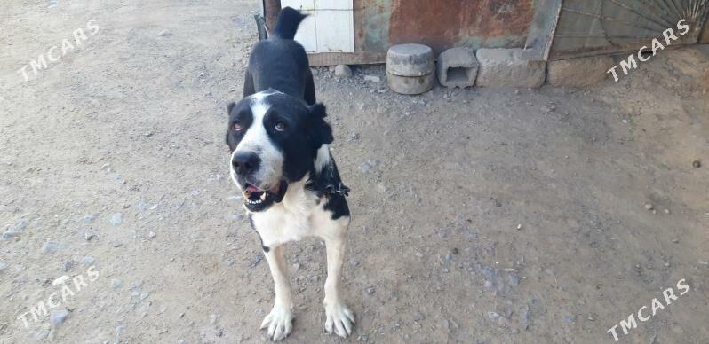 turkmen alabayy - Ак-Бугдайский этрап - img 5