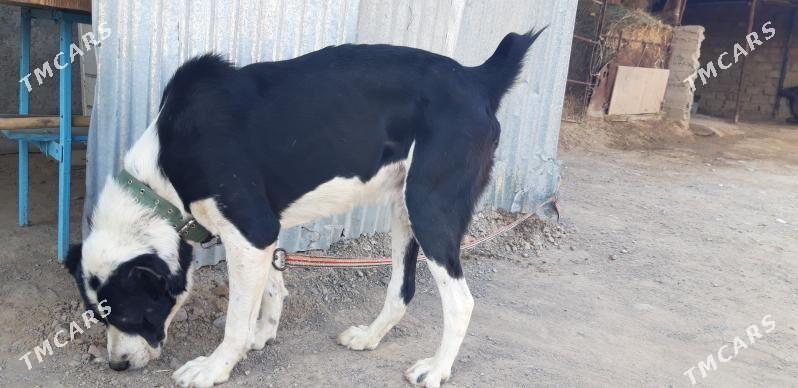 turkmen alabayy - Ак-Бугдайский этрап - img 4