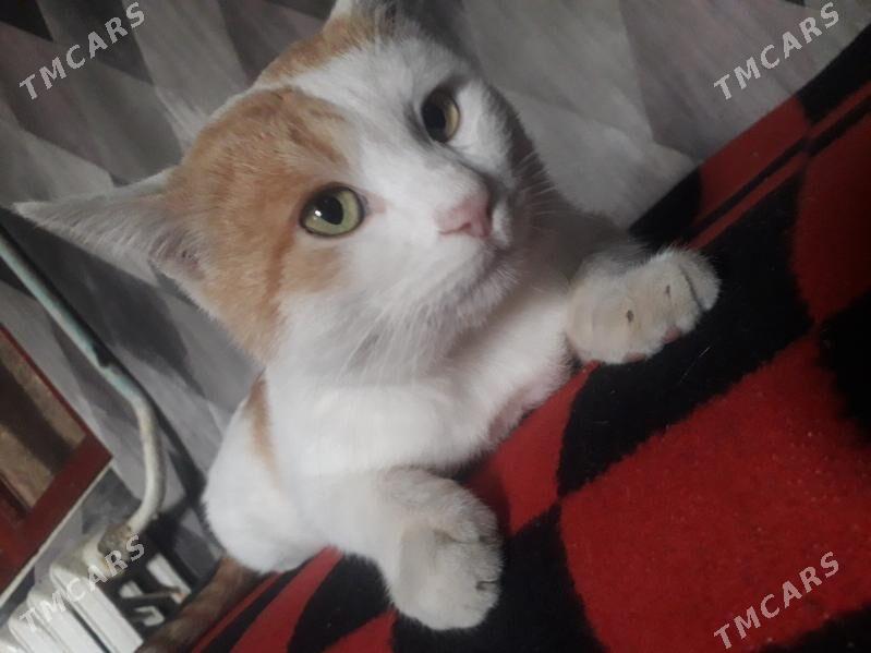 Отдаю котика в хорошие руки - Türkmenabat - img 3