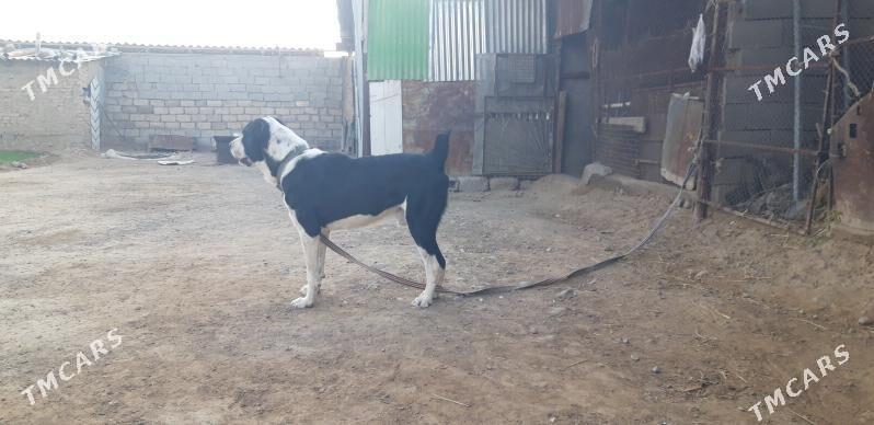 turkmen alabayy - Ак-Бугдайский этрап - img 6